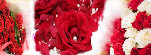 7 फरवरी : गुलाब के रंगों में महकता प्यार - 7 Feb Rose Day/ Valentine Week
