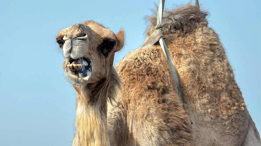 गर्मी से पगलाए ऊंट ने मालिक का सिर चबा अलग कर दिया! - Angry camel chops off owners head due to intense Heat