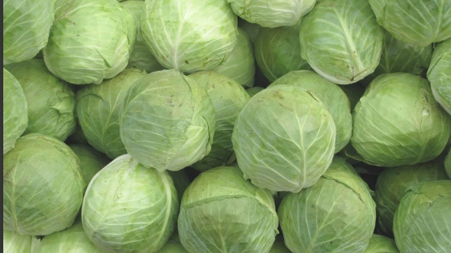 सावधान, कहीं आप तो नहीं खा रहे हैं नकली पत्तागोभी (वीडियो) ! - fake  Cabbage video