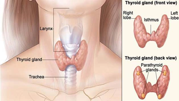 30 फीसदी से अधिक भारतीय थॉयरायड से पीड़ित - 30 Percent Indians Thyroid  Afected