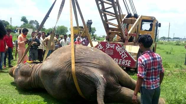 क्रेन की मदद से हाथी का अंतिम संस्कार
