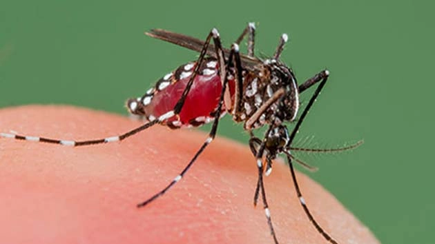 दिल्ली में डेंगू मरीजों की संख्‍या 1530 के पार, अब तक 6 लोगों की मौत