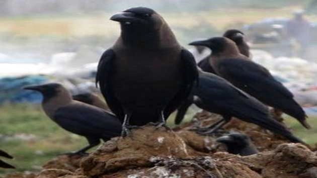 Death of birds | इंदौर में 100 ज्यादा पक्षियों की मौत से हड़कंप, 7 टीमें घर-घर जाकर कर रही हैं सर्वे