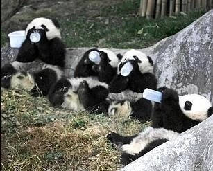 भीमकाय पांडाओं को जीवित रखना बहुत कठिन