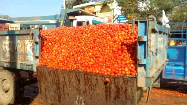 tomato price : आसमान पर टमाटर की कीमत, 259 रुपए का 1 किलो, अगले 10 दिन राहत के आसार नहीं - tomato prices are jumps again mother dairy shops is selling rs 259 per kg