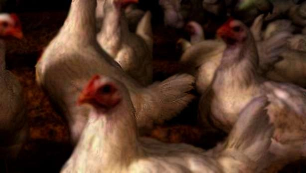 थाली में परोसे जाने वाले मुर्गे कैसे खुश होते हैं? - chicken