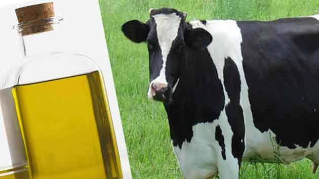 गोमूत्र का सेवन करते हैं तो रहें सावधान - cow urine