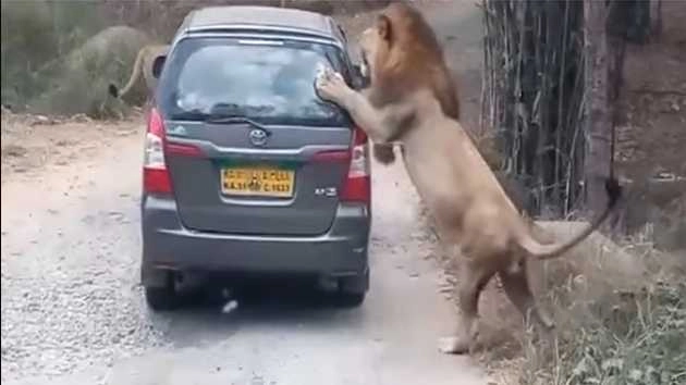 कार पर खूंखार शेरों का हमला, फिर क्या हुआ... (देखें वीडियो) | Lions attack safari vehicle in Karnataka's Bannerghatta Biological Park