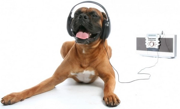 कुत्तों की पसंद है सॉफ्ट रॉक और रेगा - Reggae music, music for dogs, soft rock