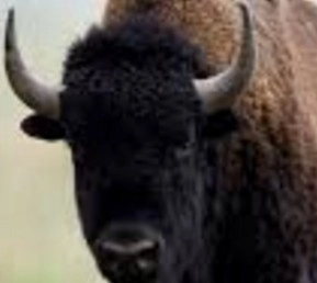 घर में रखते हैं 1150 किलो का जंगली भैंसा - Wild bison