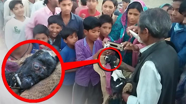 त्रिनेत्र वाले बकरी के बच्चे ने लिया जन्म, अब शिव की तरह पूज रहे लोग! - Goat child worshiped as Shiv in Chhatarpur
