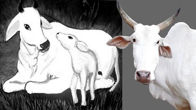 Indian cow god | हिन्दू धर्म में गाय को क्यों पवित्र माना जाता है?