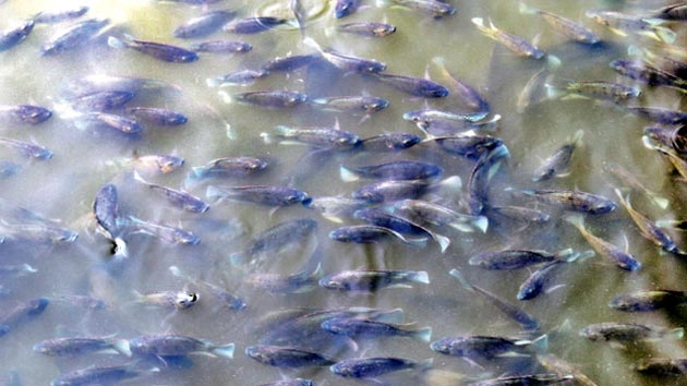 समुद्री तेल रिसाव से लुप्त होतीं मछलियों की प्रजातियां