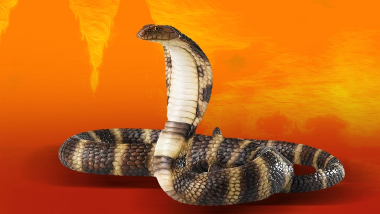 snake | सुप्रीम कोर्ट में सामने आया एक अनोखा मामला, सांप से कटवाकर कर दी सास की हत्या