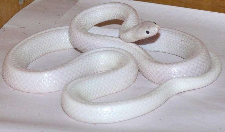 गजब! कभी नहीं देखा होगा ऐसा सांप...(फोटो) - White snake in australia