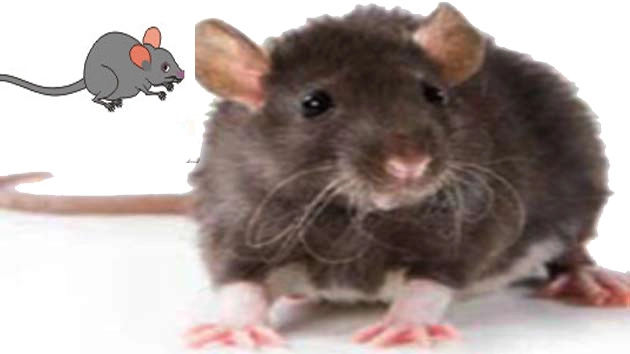 चूहों के कारण खतरे में पड़े कोरल रीफ