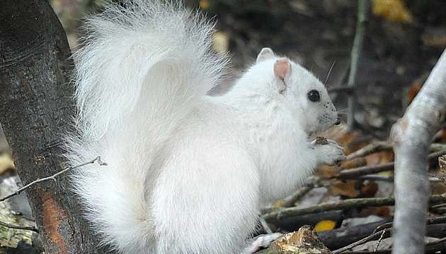 क्या आपने कभी सफेद गिलहरी देखी है? - white squirrel