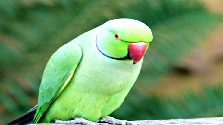 यदि आपने तोता पाल रखा है तो सावधान | Parrot