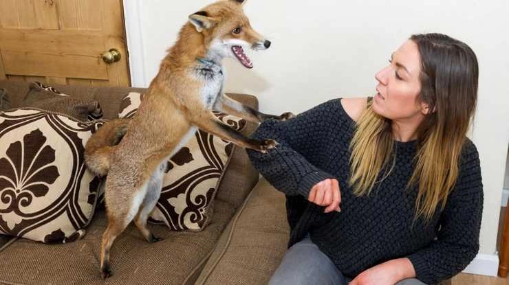 जब मां ने पाली लोमड़ी - Fox as pet