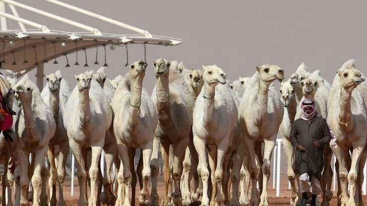 ऊंट सौंदर्य प्रतियोगिता : ऊंटों को बोटॉक्स इंजेक्शन लगवाए - Botox for Camels? At Saudi Arabia Beauty Pageant, That's a Big No