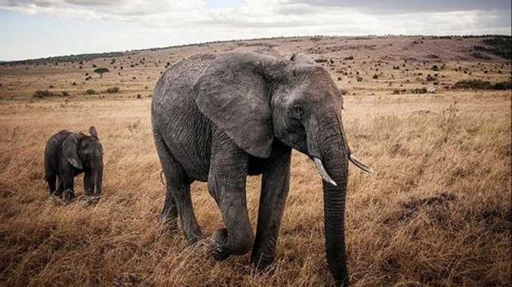 बच्चे के शव का पोस्टमॉर्टम रोकने लगी मादा हाथी - cow elephant prevented forest officials to burry his dead calf