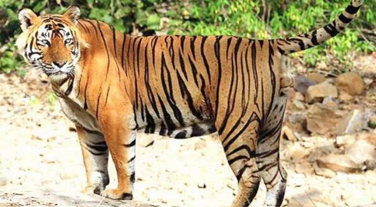 मध्यप्रदेश में बाघों की गणना का प्रथम चरण शुरू - Madhya Pradesh, Counting of Tigers, Tiger Reserve Park