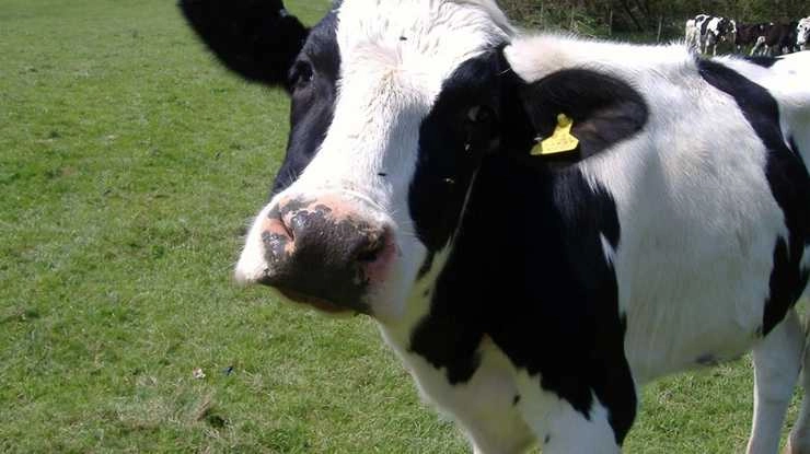'दुनिया की सबसे छोटी गाय' ने मचाया तहलका, लॉकडाउन के बीच सेल्फी लेने पहुंचे हजारों लोग - 'world's smallest cow' created panic, thousands of people came to take selfie amid lockdown