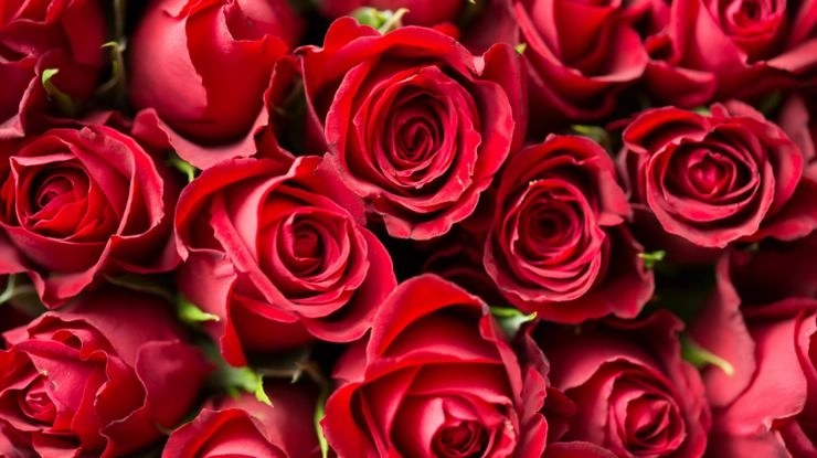 Rose Day -  આવો જાણીએ દરેક રંગના ગુલાબ પાછળ છુપાયેલો મતલબ