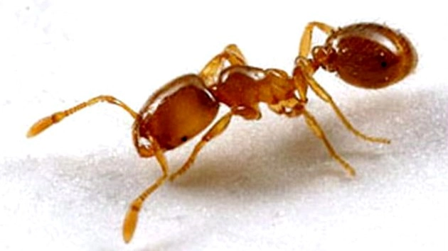 क्या होता है लाल चींटियों के घर में होने से?