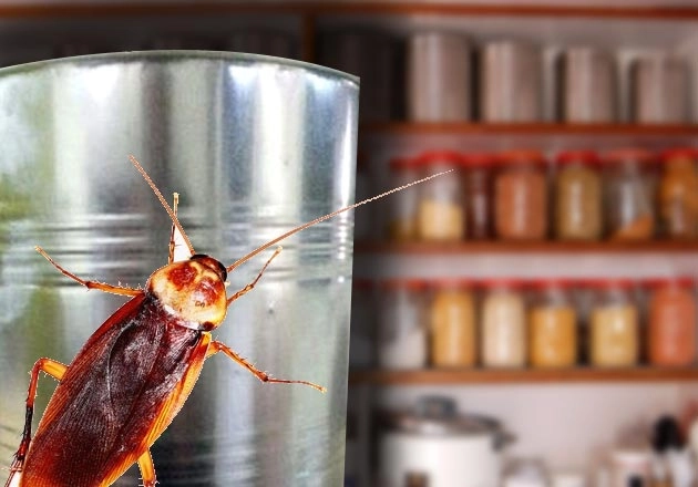 मॉनसून में कीड़े मकोड़ों से कैसे बचें, जानिए 5 टिप्स - Know how to avoid insects in monsoon, 5 tips