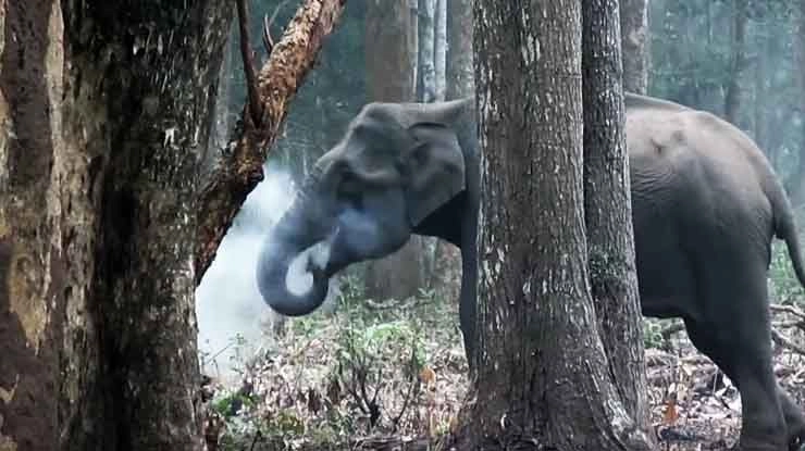 धूम्रपान करता देखा गया जंगली हाथी.... - Elephants, Smoke, Social Media, Video, Karnataka