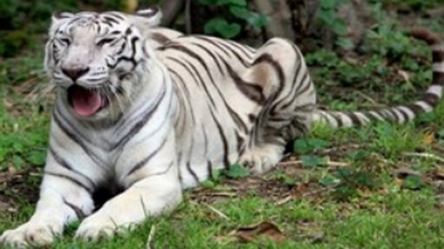 'सफारी' में आईं सफेद बाघ व बब्बर शेर की जोड़ियां - White Tiger Safari, White Tiger, Babbar Lion
