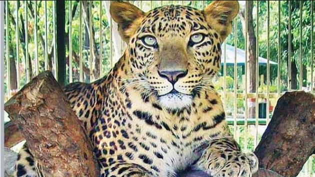 Leopard Attack | रिहायशी इलाके में घुसे तेंदुए के हमले में बुरी तरह जख्मी बच्ची ने तोड़ा दम