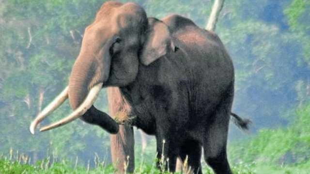 ओडिशा में पिछले 3 सालों में 245 हाथियों की मौत - 245 elephants died in last 3 years in Odisha