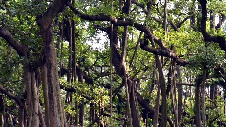 भारत में है विश्व का सबसे विशालकाय बरगद का पेड़