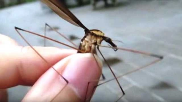 चीन : दुनिया का सबसे बड़ा मच्छर मिला