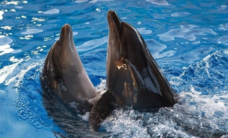 National Dolphin Day: जानिए डॉल्फिन के बारे में 5 रोचक बातें