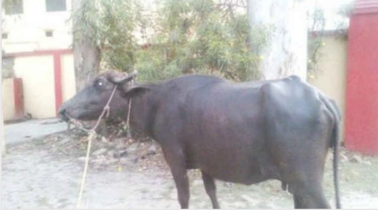 दिल्ली में मंदिर के बाहर मिला भैंस का कटा सिर, 2 आरोपी गिरफ्तार - Buffalo's severed head found outside temple in Delhi