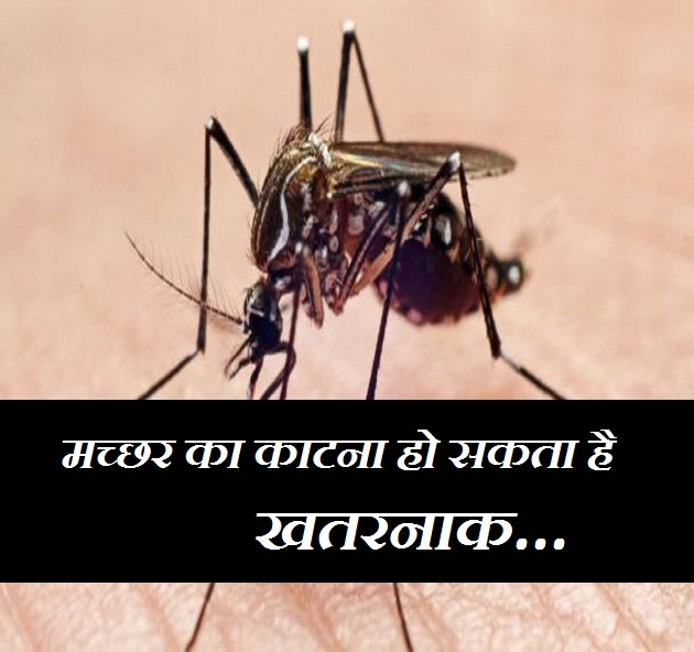 मच्छरों के काटने से क्या होता है असर, जानिए लक्षण और उपाय...
