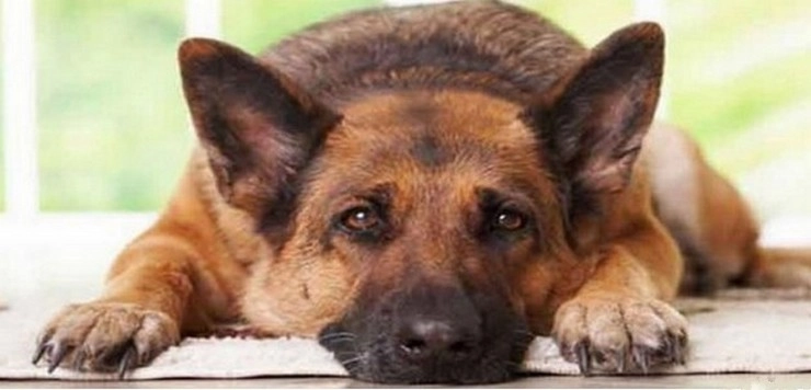 Dog love: मालिक मरने से पहले अपने कुत्‍ते के लिए इतने लाख डॉलर छोड़ गया कि आप सोच भी नहीं सकते हैं!