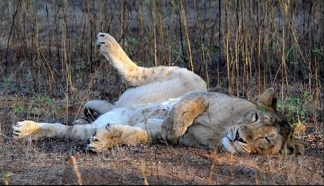 विषाणु और प्रोटोजोआ के संक्रमण से 11 बब्बर शेरों की मौत