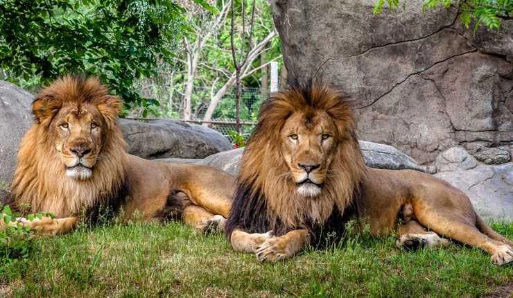 navratri : माता की सवारी सिंह और शेर, जानिए चौंकाने वाली जानकारी