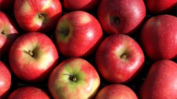अंतरराष्ट्रीय सेब खाओ दिवस : 10 अचूक फायदे सेब खाने के - international eat an apple day
