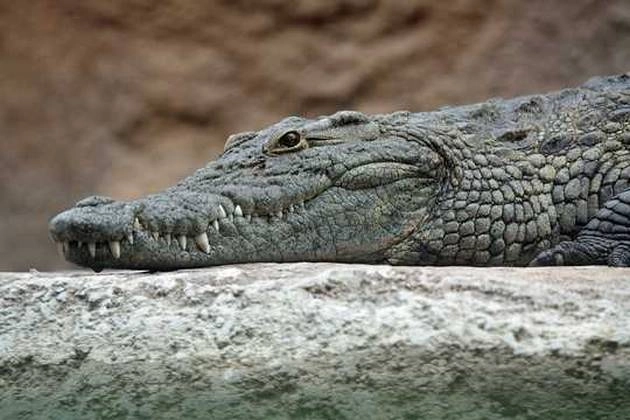 Crocodile | गली में मगरमच्छ को घूमता देख उड़ गए लोगों के होश
