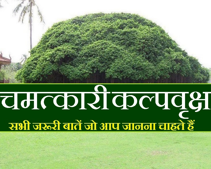 Kalp Vriksh : कैसा दिखता है कल्पवृक्ष? भारत में कहां पाया जाता है...