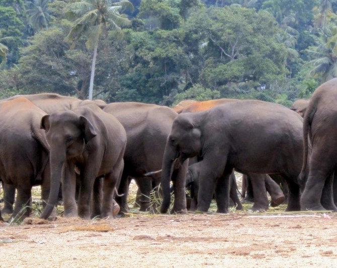 हाथियों को भगाने के लिए वन्यकर्मियों की गोलीबारी में 2 साल की बच्ची की मौत, मां घायल - 2 year old girl killed, mother injured in firing by forest workers to drive away elephants
