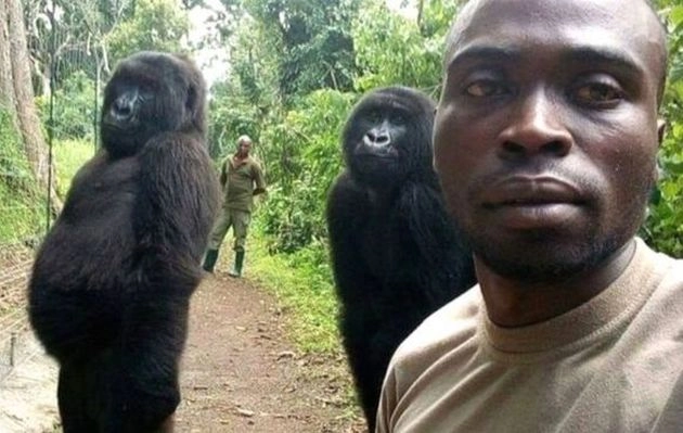 गोरिल्लाओं की वायरल सेल्फी की पूरी कहानी - story of gorilla viral selfie