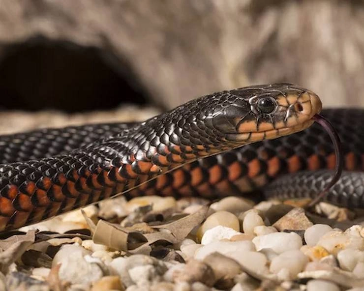 घर में मिला रसेल्स वाइपर प्रजाति का बेहद विषैला सर्प, 35 बच्चों को जन्म दिया - Very poisonous snake found in the house