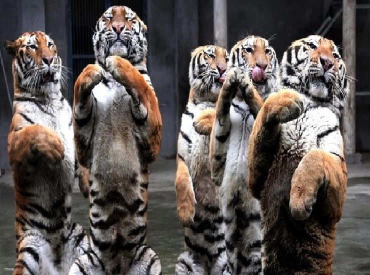 बाघों के अस्तित्व पर मंडराता संकट