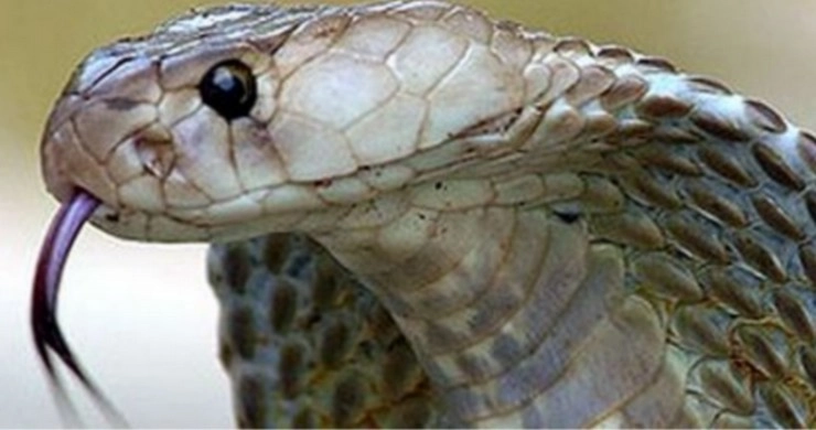 मुंबई हवाई अड्डे से दुर्लभ श्रेणी के 11 सांप बरामद, 1 व्यक्ति गिरफ्तार - 11 rare snakes recovered from airport